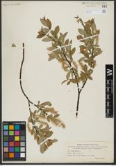 Foto von Salix hastata L.